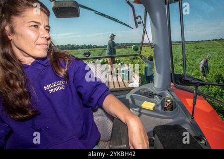 Sheena Krueger supervise les ouvriers qui récoltent 40 acres de pastèques de la ferme Krueger à l'extérieur de Letts, Iowa. La ferme, qui cultive également du cantaloup, des citrouilles, de la courge, des oignons, des poivrons, concombres, tomates et courgettes en vente sur leur propre stand ainsi que dans les épiceries locales font la promotion des produits cultivés localement. Ils participent également au Programme d'aide en cas de catastrophe non assurée de l'Agence des services agricoles (FSA), qui fournit une aide financière en cas de catastrophe naturelle qui cause des pertes de récolte ou empêche les semis afin d'aider les producteurs à recouvrer les coûts. Photo de Preston Keres Banque D'Images