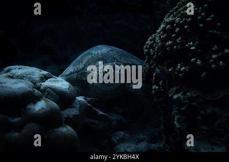 Une tortue de mer verte repose paisiblement sur un corail vibrant, mettant en valeur la beauté de la vie marine dans son habitat naturel. Moment serein capturé sous l'eau. Banque D'Images