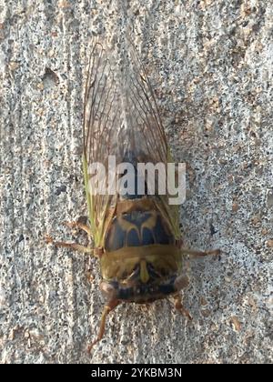 Cicada du jour du chien des plaines (Neotibicen auriferus) Banque D'Images