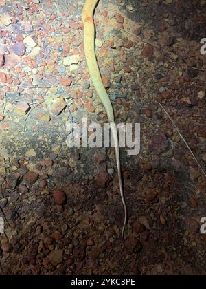 Pygmée Mulga Snake (Pseudechis weigeli) Banque D'Images