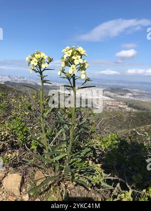 Fleur de mur de San Francisco (Erysimum franciscanum) Banque D'Images