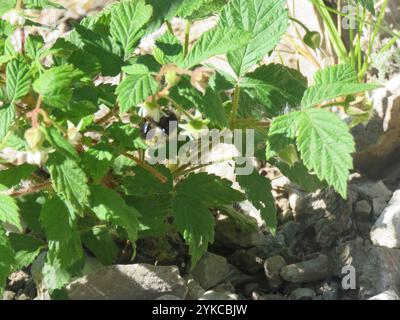 Bumble Bee mi-noir (Bombus vagans) Banque D'Images