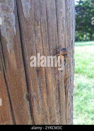 Cicada du jour du chien des plaines (Neotibicen auriferus) Banque D'Images