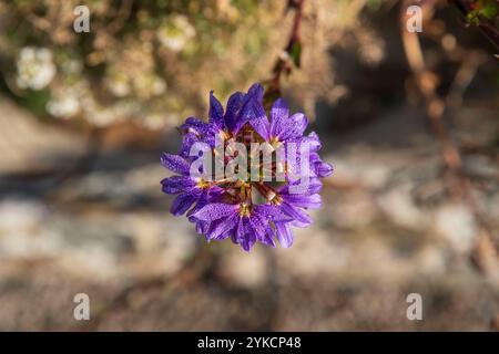 Gros plan d'une fleur violette avec des gouttes de rosée dans un jardin Banque D'Images