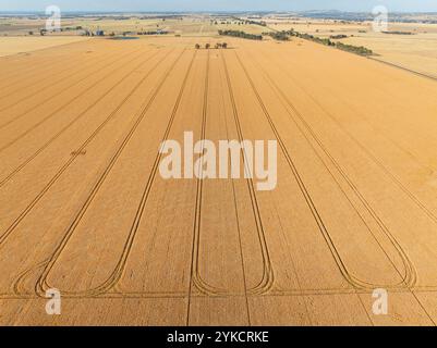 Vue aérienne des modèles de récolteuse dans une récolte céréalière à Moolort dans le centre de Victoria, Australie. Banque D'Images