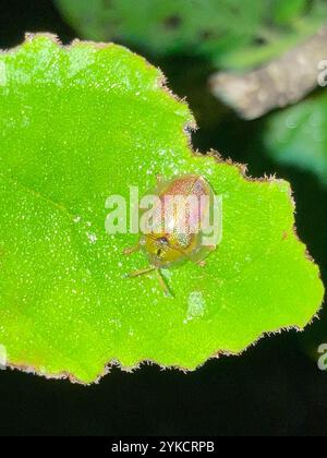 Coléoptère de la tortue Geiger (Eurypepla calochroma floridensis) Banque D'Images