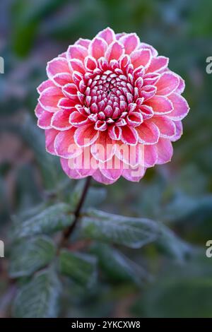 Premier gel d'automne dans le jardin. Le lit de fleurs de Dahlia endommagé après avoir tué le premier gel de la saison. Plants de dahlia congelés, fin de saison de croissance. Banque D'Images