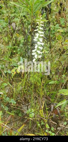 Tresses pour dames Great Plains (Spiranthes magnicamporum) Banque D'Images