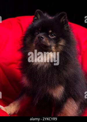 Chien poméranien assis élégamment sur un coussin en velours rouge, son pelage moelleux brille sous les lumières du studio. Ce portrait vibrant met en valeur le charme et Banque D'Images