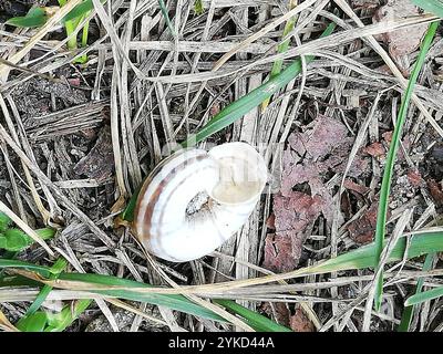 Escargot de la lande orientale (Xerolenta obvia) Banque D'Images