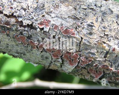 Champignon du cerveau des arbres rouges (Peniophora rufa) Banque D'Images