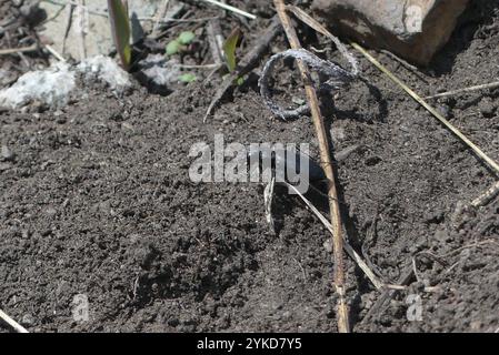 Coléoptère tigre boréal à longues lèvres (Cicindela longilabris) Banque D'Images