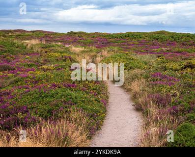 Un sentier pittoresque serpente à travers les landes vibrantes du Cap Fréhel en Bretagne avec des fleurs sauvages violettes et jaunes sous un ciel nuageux. Banque D'Images