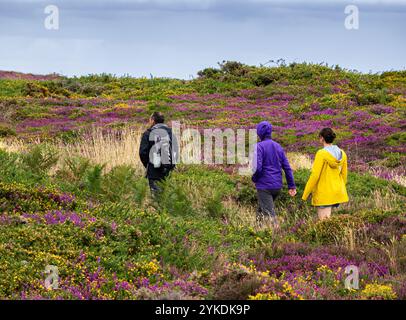 Cap Fréhel, France - 20 juillet 2024 : un groupe de trois personnes marchant le long d'un chemin étroit à travers un paysage vibrant de Cap Fréhel en Bretagne rempli w Banque D'Images