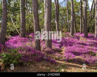 Un paysage vibrant avec un champ de fleurs violettes de bruyère entouré de grands arbres dans une forêt. La scène est lumineuse et ensoleillée, mettant en valeur le BE Banque D'Images