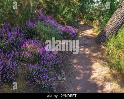 Un sentier forestier pittoresque bordé de bruyères violettes fleuries et de verdure luxuriante. Banque D'Images