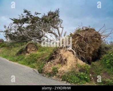 Un grand arbre déraciné repose sur son côté, révélant ses racines, le long d'une route. Le paysage est vert avec de l'herbe et des fleurs sauvages, sous un ciel nuageux. Banque D'Images