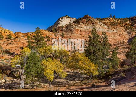 Une vue des couleurs d'automne sur les arbres de cotonnière dans un lavoir le long de la Sion-Mt. Carmel Scenic Highway, côté est du parc national de Zion, Utah, États-Unis. Banque D'Images