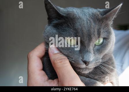 Un chat bleu russe tenu doucement dans les mains d'un homme par la fenêtre, symbolisant l'amour et le soin des animaux de compagnie Banque D'Images