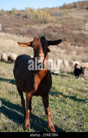 Chèvre rouge joyeuse dans un champ de montagne pittoresque, entourée d'un troupeau de moutons et d'un chien protecteur. Banque D'Images