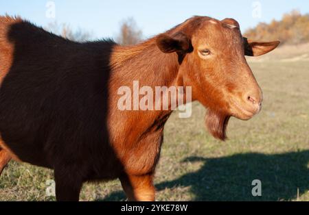 Chèvre rouge joyeuse dans un champ de montagne pittoresque, entourée d'un troupeau de moutons et d'un chien protecteur. Banque D'Images