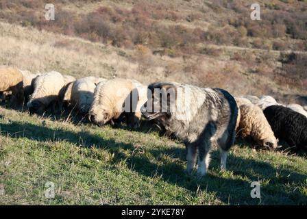 Chien gardien du bétail surveillant un troupeau de moutons dans un champ d'herbe sèche sur une montagne. Banque D'Images