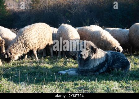 Chien gardien du bétail surveillant un troupeau de moutons dans un champ d'herbe sèche sur une montagne. Banque D'Images