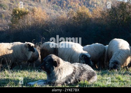 Chien gardien du bétail surveillant un troupeau de moutons dans un champ d'herbe sèche sur une montagne. Banque D'Images