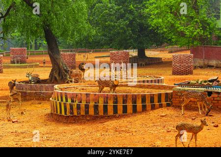 Troupeau de cerfs et de biches regardant la caméra dans le zoo, fond de zoo, fond de cerfs, troupeau de cerfs Banque D'Images