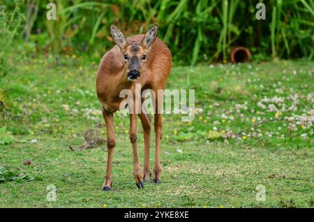 Roe Deer Doe cherchant à la lumière du jour Banque D'Images