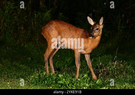 roe deer doe bue la nuit Banque D'Images