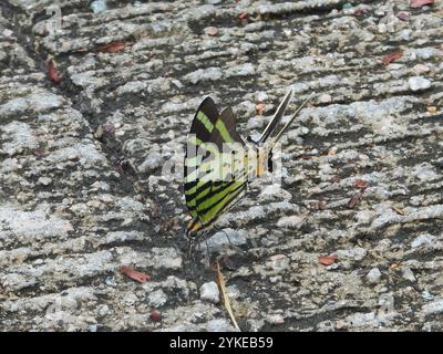 Queue d'araignée à cinq barres (antiphates Graphium) Banque D'Images