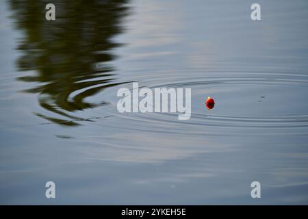Bobber de pêche rouge dans l'eau Banque D'Images
