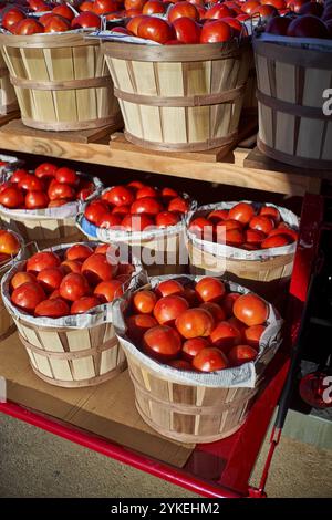 Tomates Texas à vendre à l'arrière d'un camion Banque D'Images