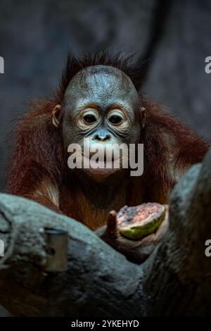 Portrait de bébé orang-outan de bornéo Banque D'Images