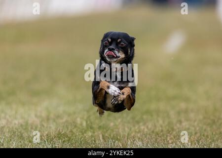 All American Mixed Breed Mutt Running Lure course Sprint Dog Sport Banque D'Images
