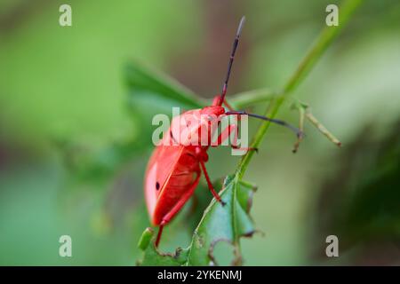 Vue rapprochée de l'insecte Kapok Bug sur la feuille Banque D'Images