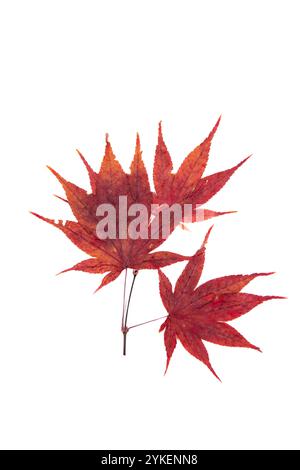 Feuilles d'érable japonais rouges séchées sur fond blanc Banque D'Images