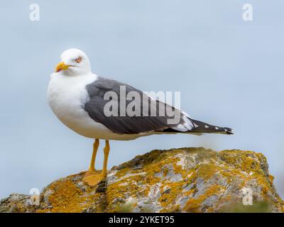 Mouette à pattes jaunes debout sur un rocher Banque D'Images