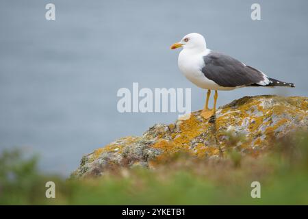 Mouette à pattes jaunes debout sur un rocher Banque D'Images