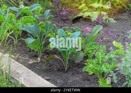 Les semis de chou sont plantés dans le jardin du village. Culture de légumes dans le jardin de chalet. Jardinage. Banque D'Images