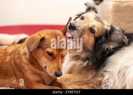 Deux chiens sont paisiblement allongés sur un lit mou, et un chien lèche affectueusement le nez des autres chiens dans un geste amical Banque D'Images