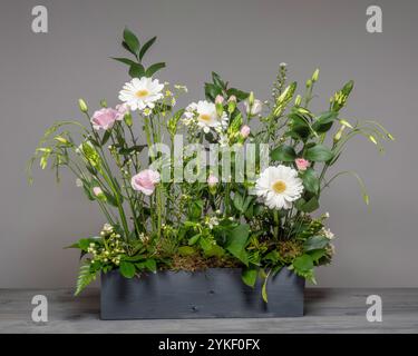 Eustoma rose et blanc, germini blanc et Ornithogalum disposés dans un style prairie décontracté dans une boîte à vin en bois peint en gris foncé. Banque D'Images