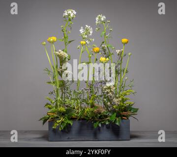 Hesperis blanc, Ranuncule jaune, fleurs de cire blanche et solidago disposés dans un style de prairie décontracté dans une boîte à vin en bois peint en gris foncé. Banque D'Images