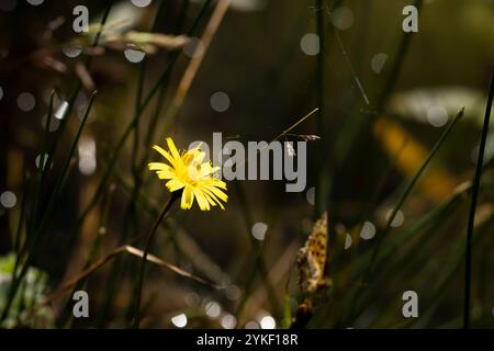 Gros plan d'une fausse fleur de pissenlit, hypochaeris radicata, à la lumière du soleil Banque D'Images