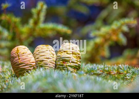 Cônes sur un conifères, spécifications Larix. Branches vertes fraîches d'un mélèze avec aiguilles de printemps par temps ensoleillé. Banque D'Images