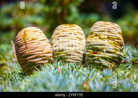 Cônes sur un conifères, spécifications Larix. Branches vertes fraîches d'un mélèze avec aiguilles de printemps par temps ensoleillé. Banque D'Images