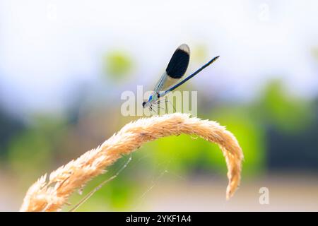 Gros plan d'une belle demoiselle à bandes Calopteryx splendens mâle libellule ou damselfly au repos Banque D'Images