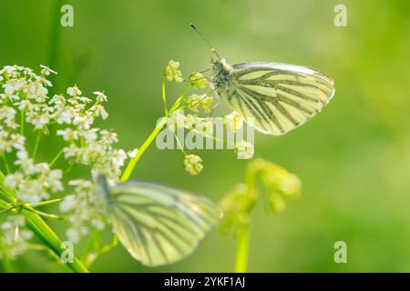 Papillon blanc à veines vertes, Pieris napi, reposant dans un pré à la recherche de fleurs blanches Banque D'Images