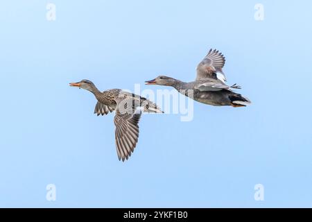 Un gadwall, Mareca strepera, canard mâle et femelle en vol Banque D'Images